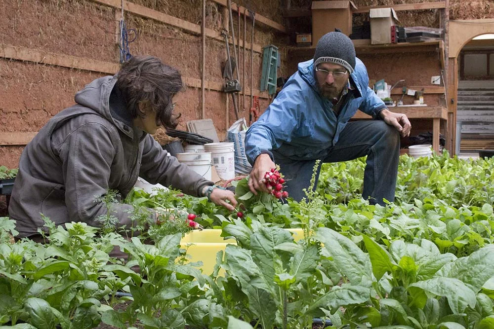 Trish and Jeremy harvest radishes in the garden.
