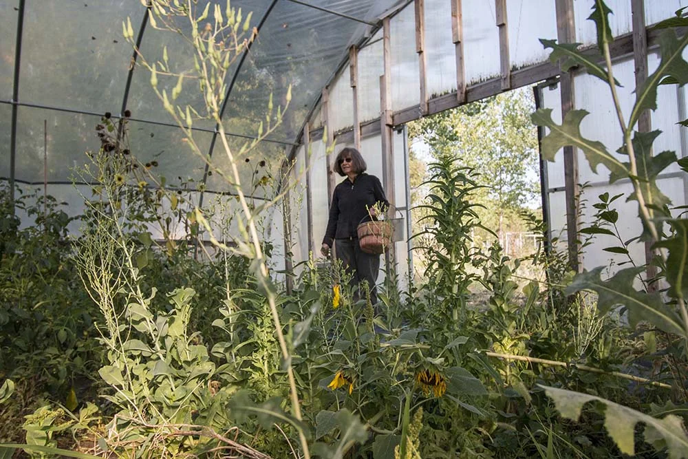   Carol ready to harvest.  