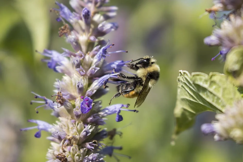   A pollinator in Carol’s garden.  
