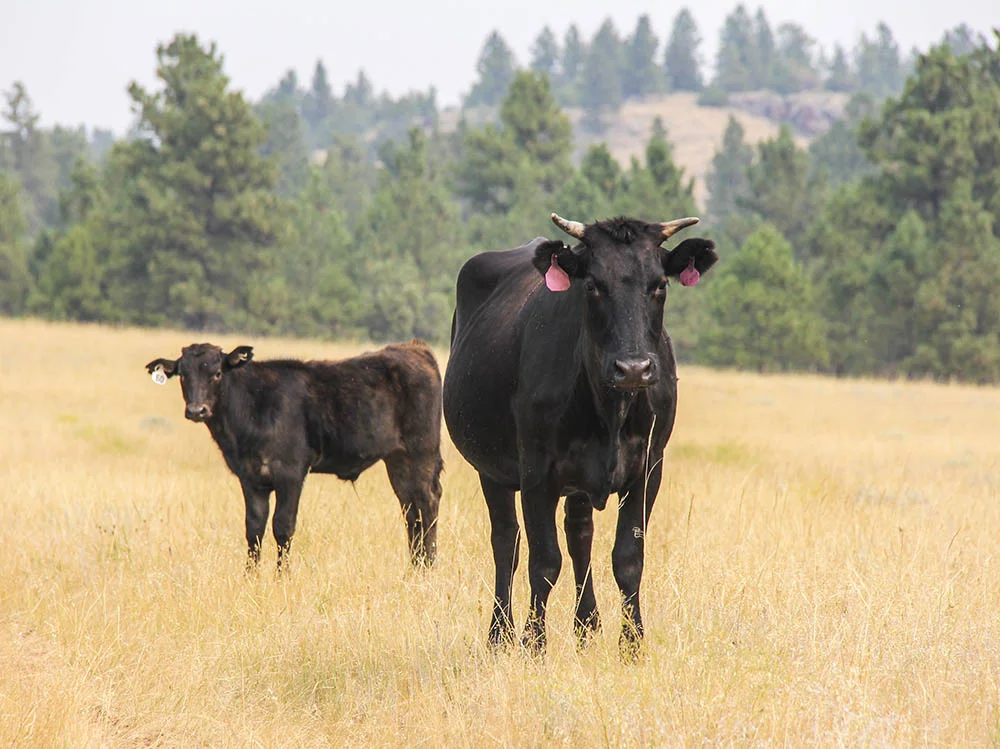 Wagyu cattle out on pasture in Birney, Montana. “I think customers and producers need to work together. We’ve got to be willing to make choices for our health and our children; food is so linked to our health..." said Jeanie.