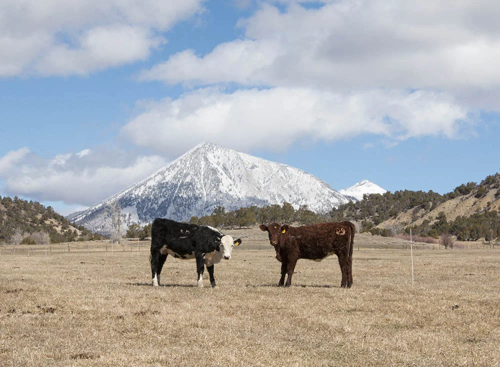Cattle on pasture in Crawford, Colorado.