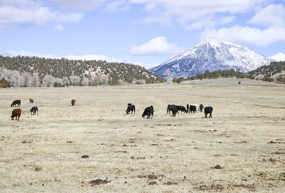 Cattle on pasture at XK Bar Ranch in Crawford, Colorado.