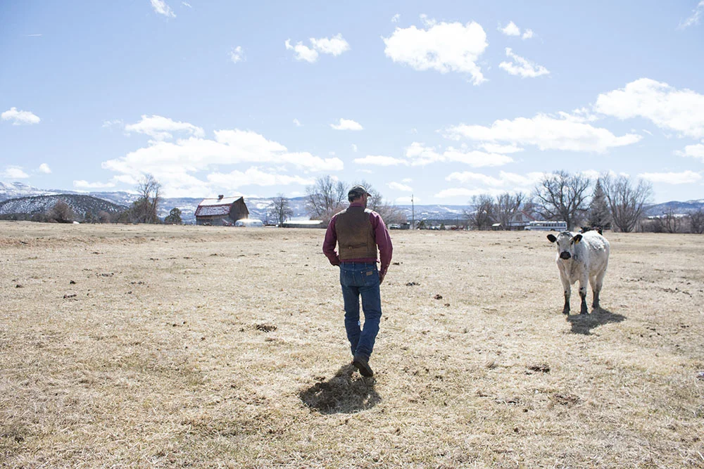 Tony and a calf on pasture in XK Bar Ranch in Crawford, Colorado. “Cattle get maligned for destroying everything from the climate, to the earth, to wilderness areas, etcetera,” said Tony. “It's not the cow that’s the problem, they're just a large grazing animal. It's the management of cattle that is where the negative impacts come from..” says Tony.
