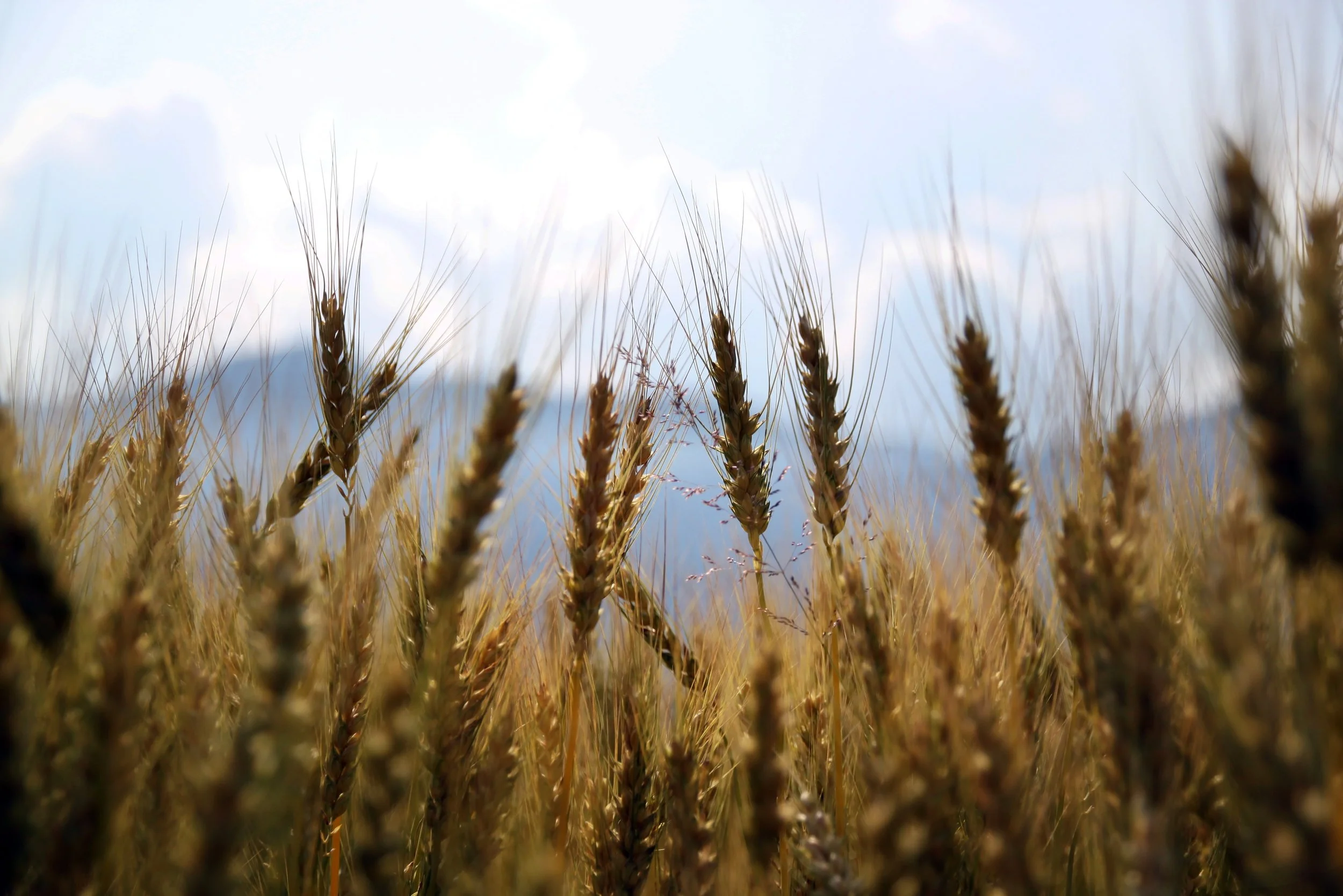 wheat-1149885.jpg