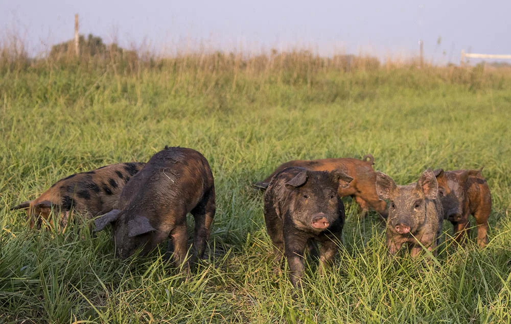 Pasture raised piglets at Hyatt Family Farm.