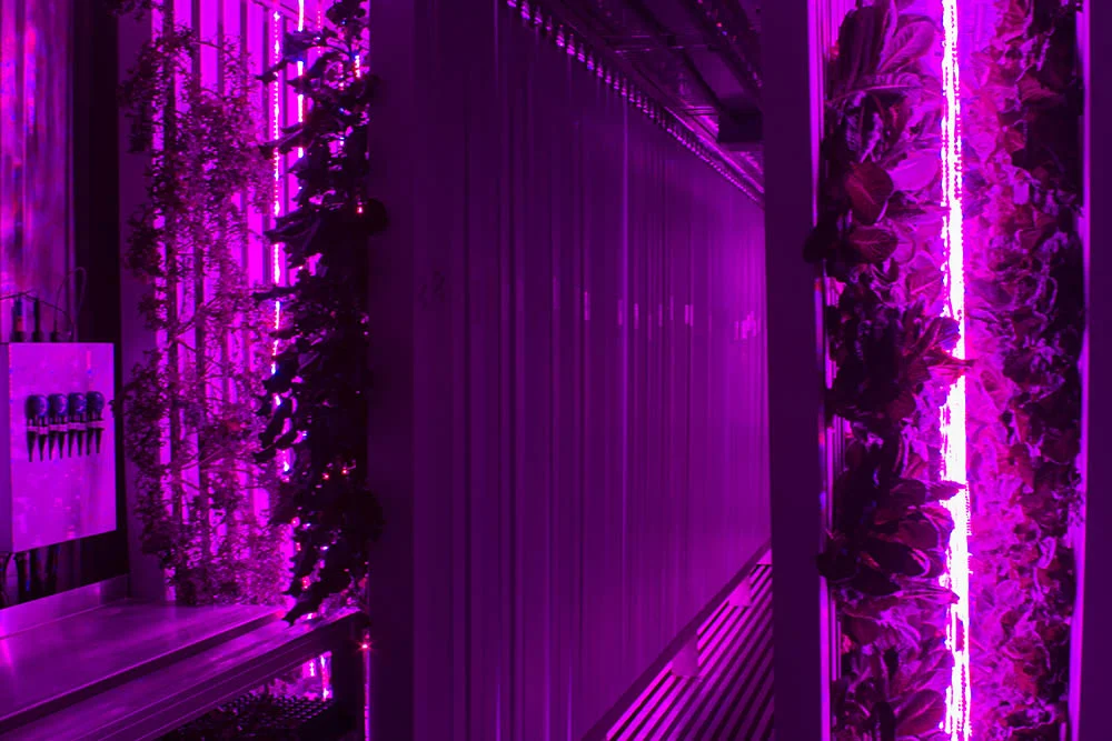 Inside the shipping containers converted by Freight Farms. The insulated hydroponic pods allow Brittany to control her temperature and moisture levels to produce all year round.