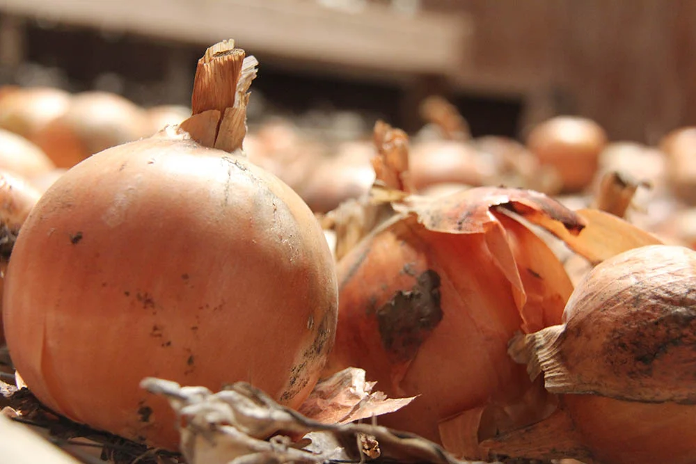 Onions grown at Prairie Hillside Garden.
