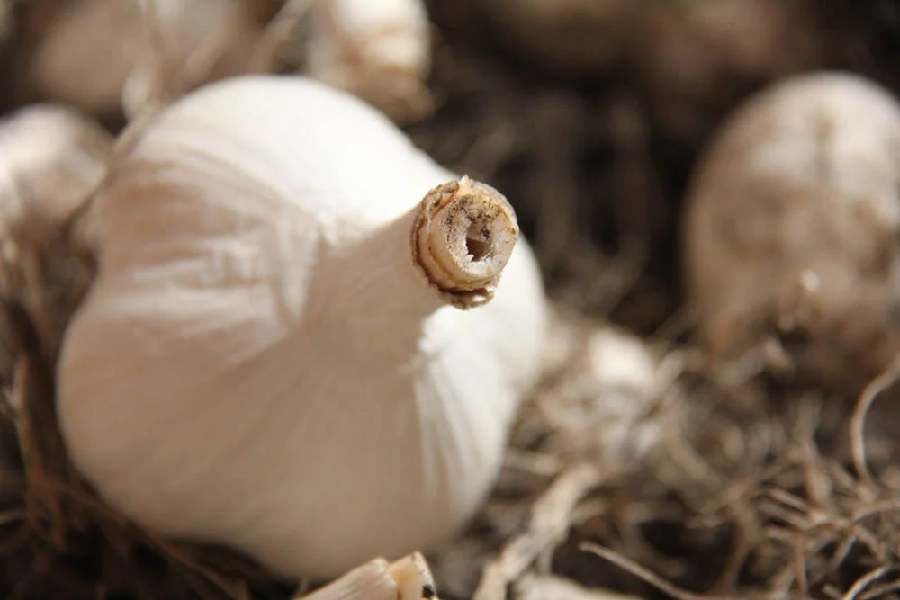   Steve’s biggest crop yield each year is garlic.   