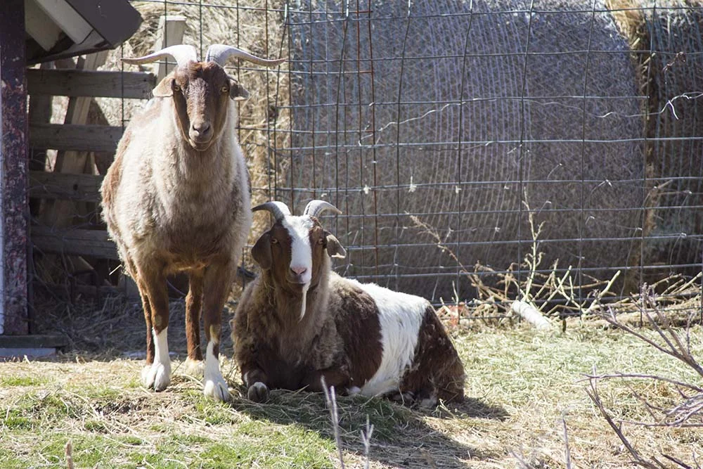   Nash Farms in Carbon County, Montana.  
