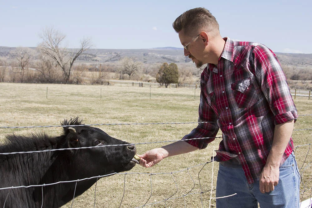   Tom feeds a cow at Nash Farms in Carbon County, Montana.  