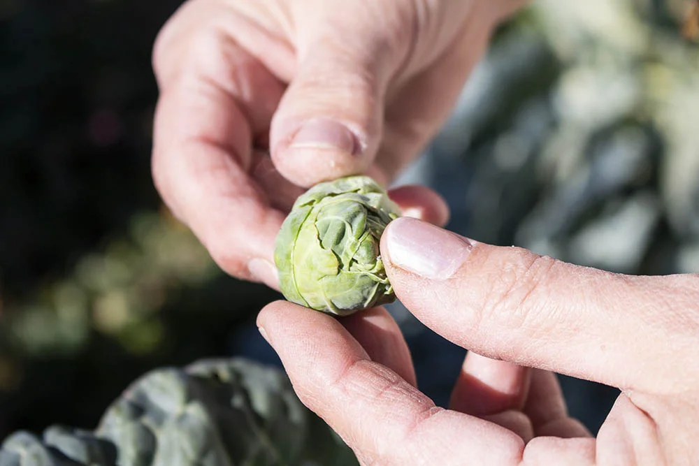   Ellen holds a brussels sprout from her plot at the garden.  