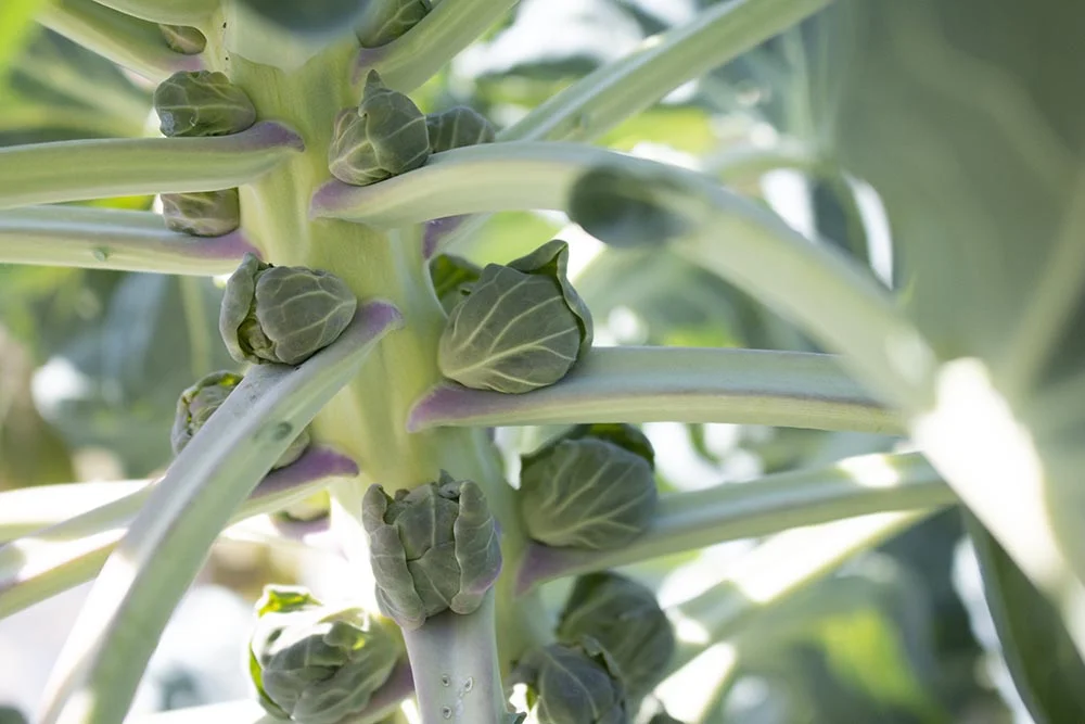   A close up of Ellen’s garden plot at the community garden.  