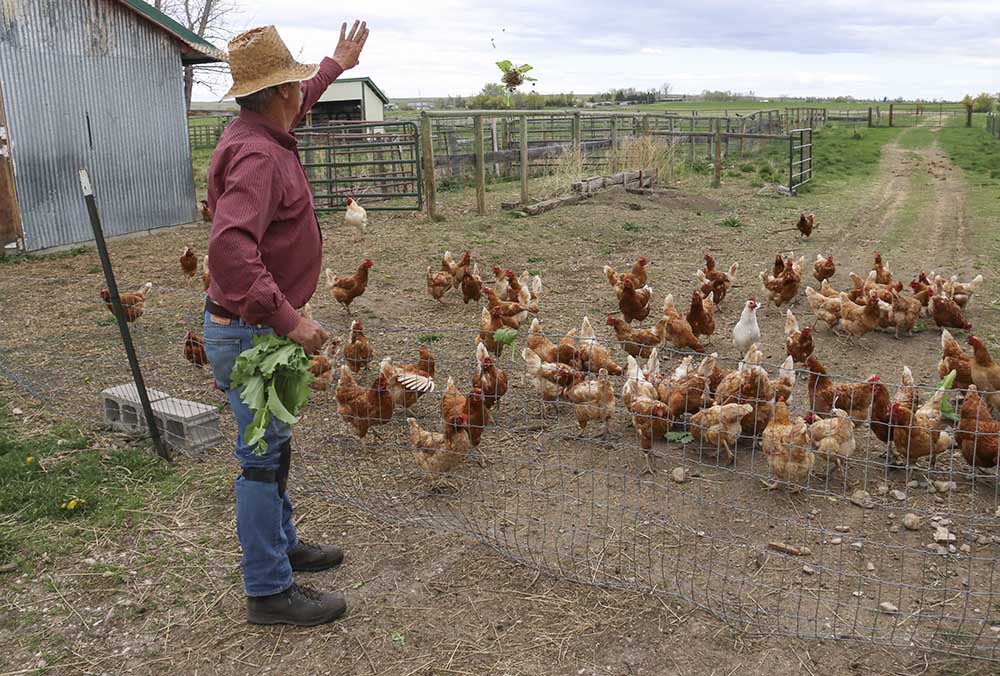 tom_at_work_with_chickens.jpg