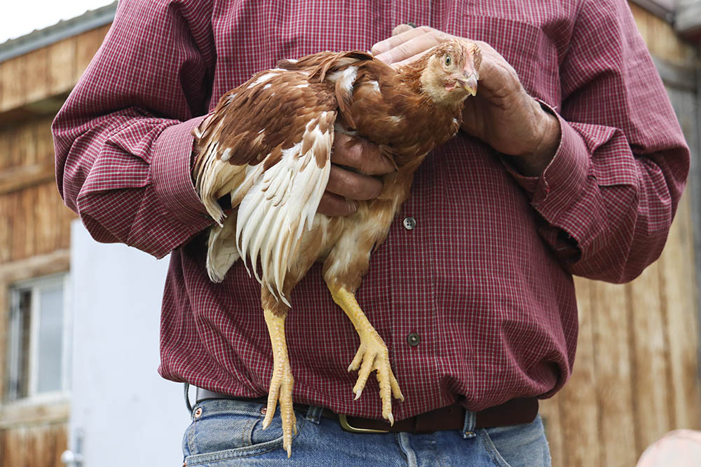 chicken_with_tom.jpg