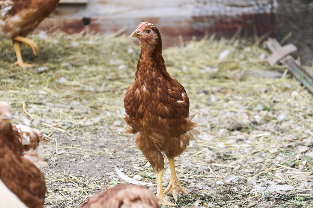 chicken_profile_two.jpg