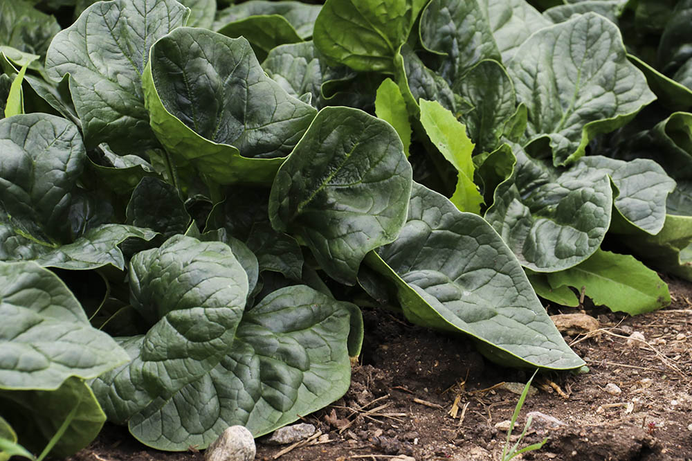 greens_up_close.jpg