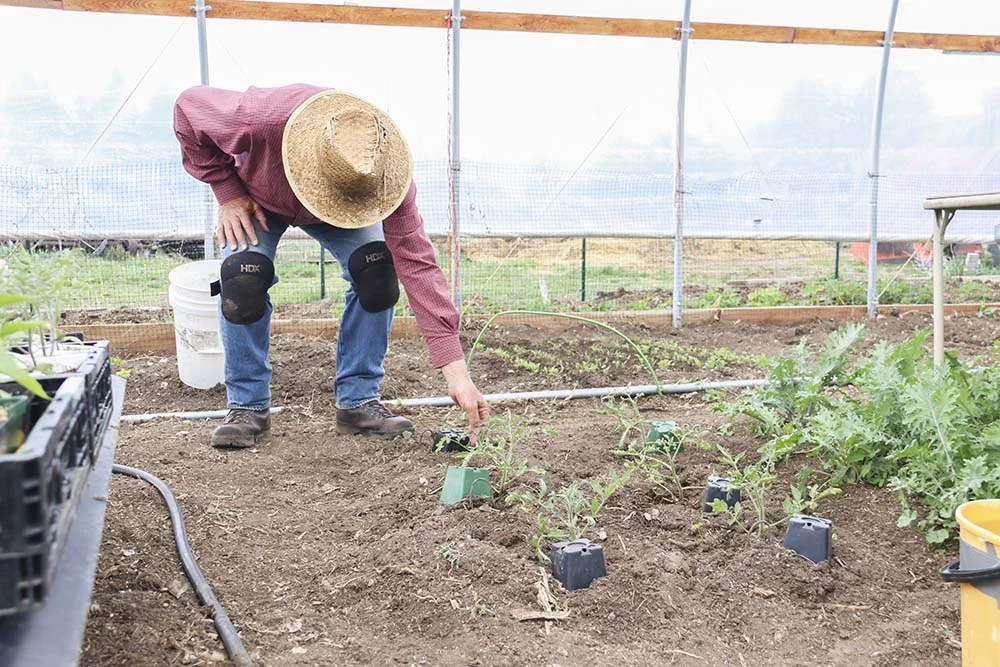Tom working in the greenhouse at Box Cross Road Farms.