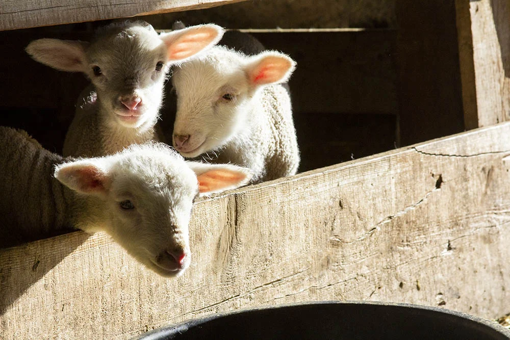 Lambs in the barn at High Five Meats.