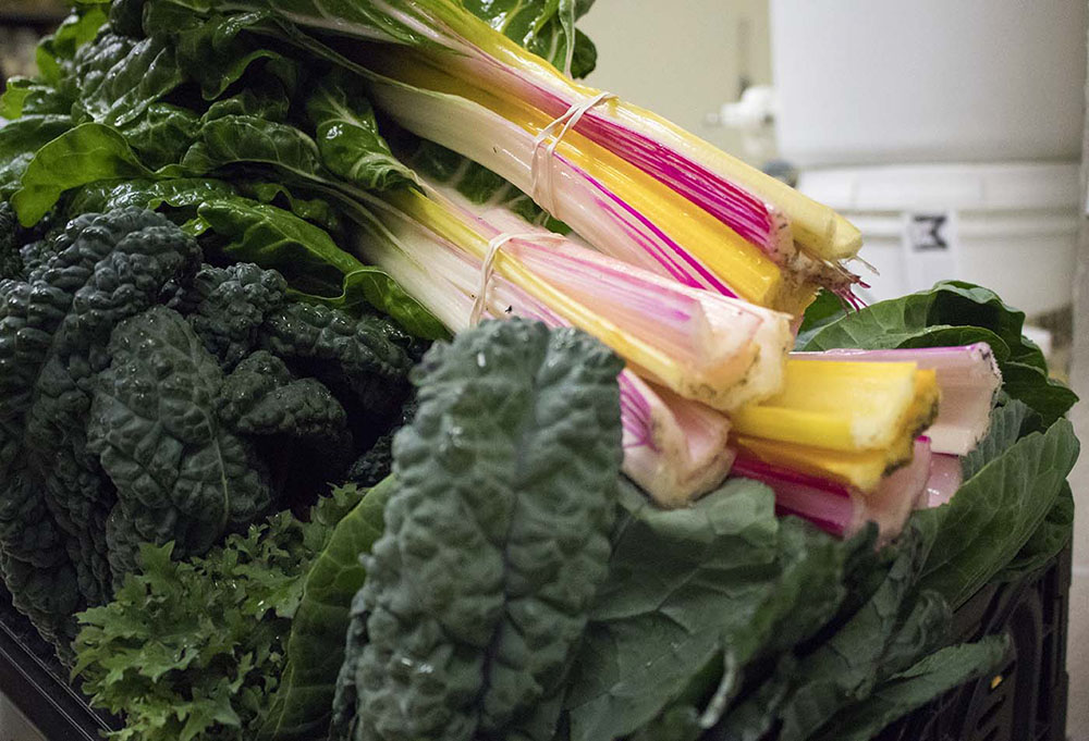   Freshly harvested rainbow chard grown at Sky Island.  