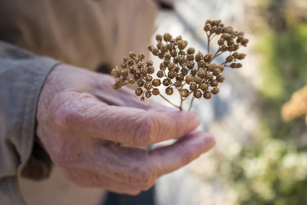 Susan holds a plant from the garden.