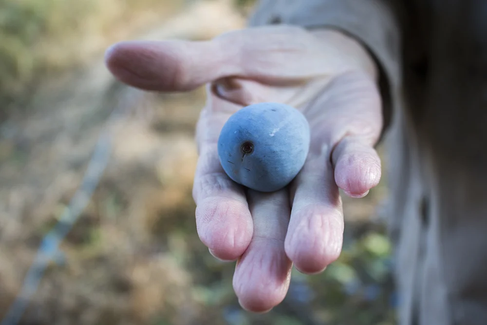Susan holds a fresh damsom plum.