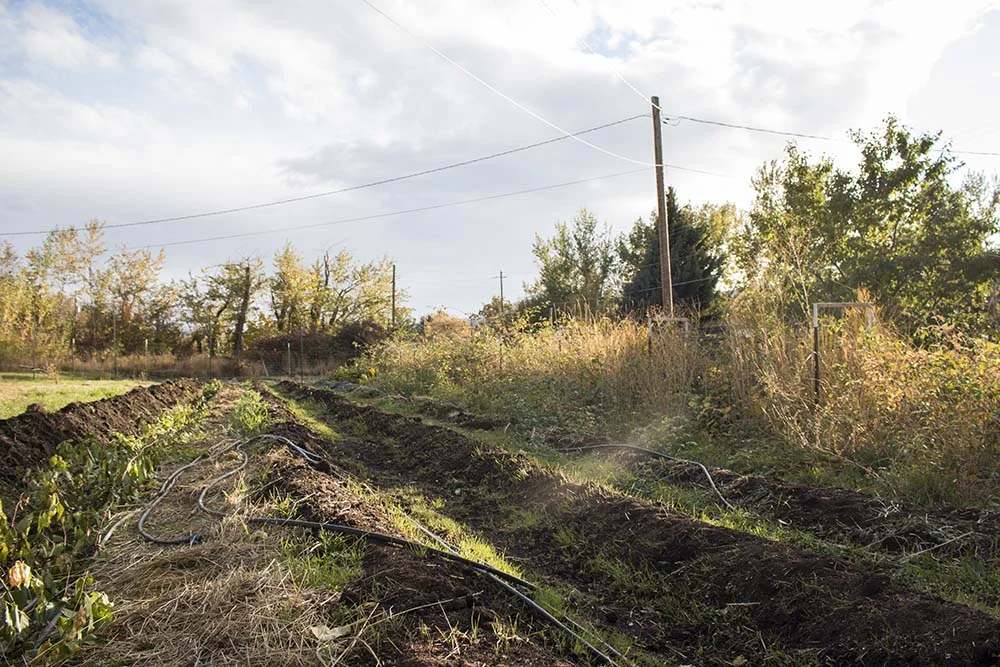 Susan’s farm, Dora’s Garden, in Union, Oregon.