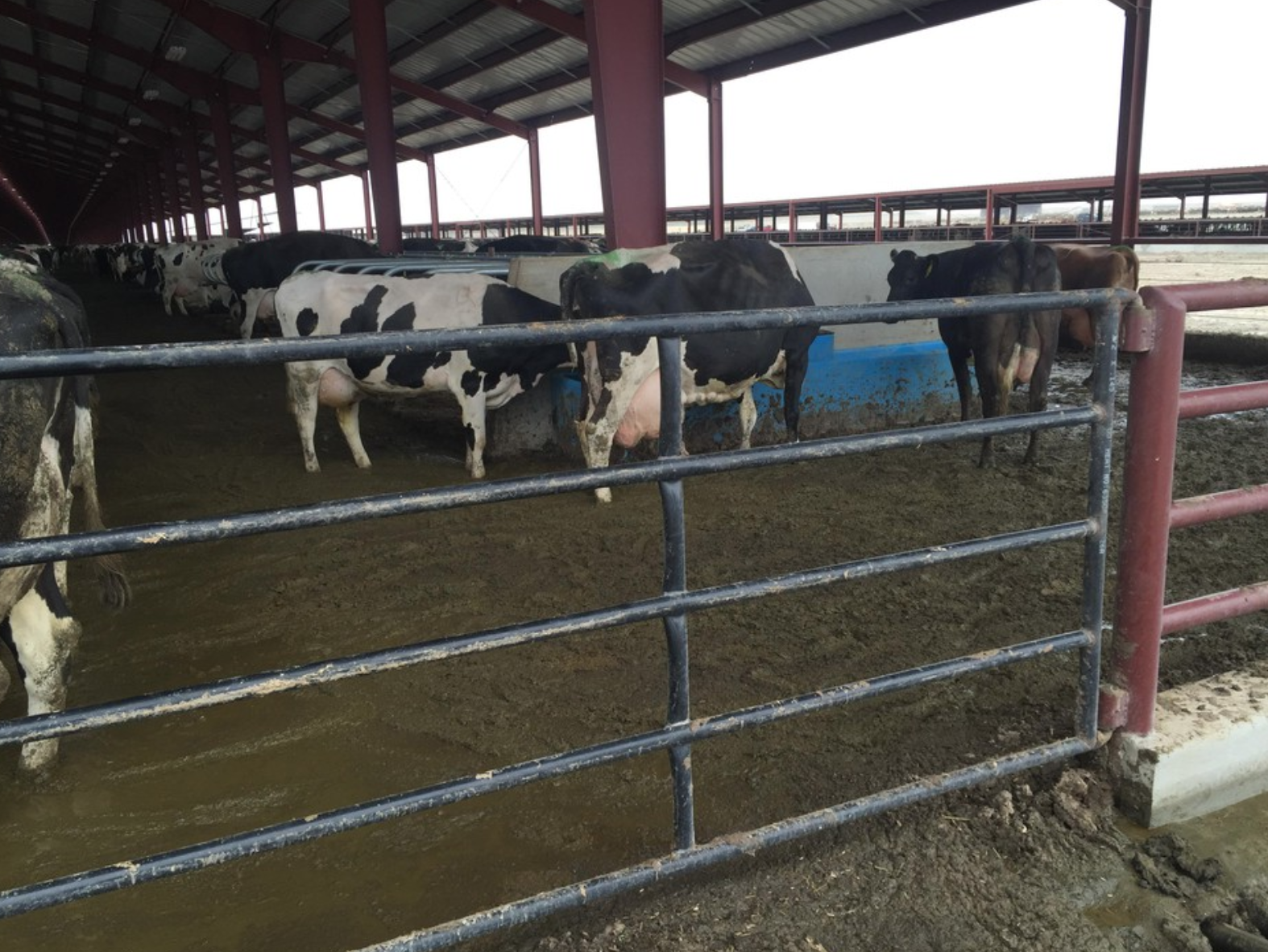   Dairy cows at Lost Valley Farm near Boardman, Oregon. Photo  Courtesy of Friends of Family Farmers.   