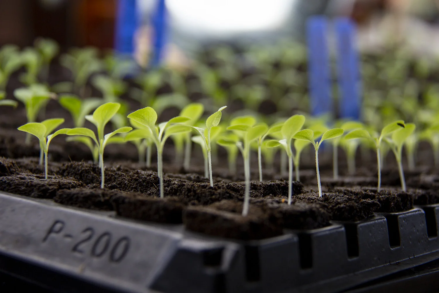 Newly sprouting greens in Joe’s hydroponic greenhouse.
