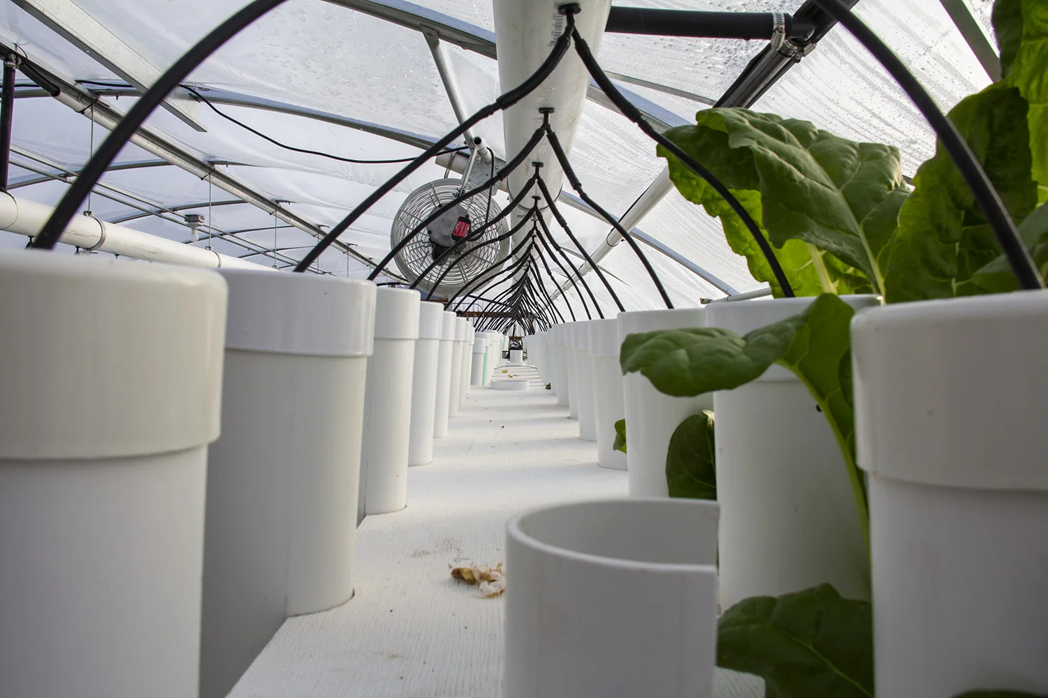 Inside Joe’s hydroponic greenhouse in Sheridan, Wyoming.