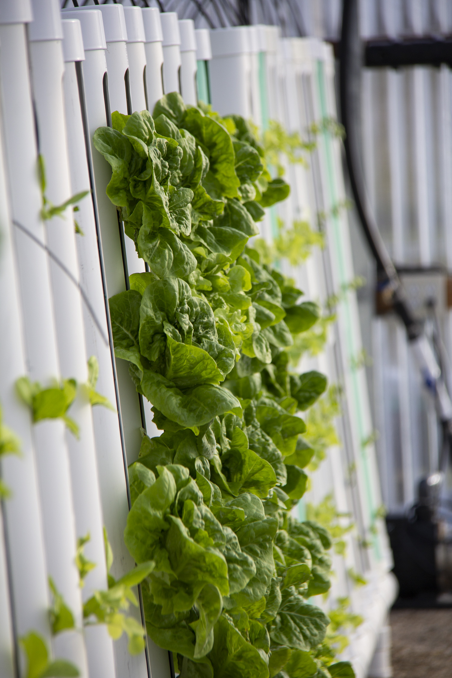 vertical_farming_greens.jpg