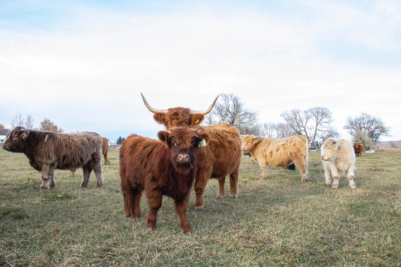   Joe’s Scottish Highland herd grazing in Sheridan, Wyoming.  