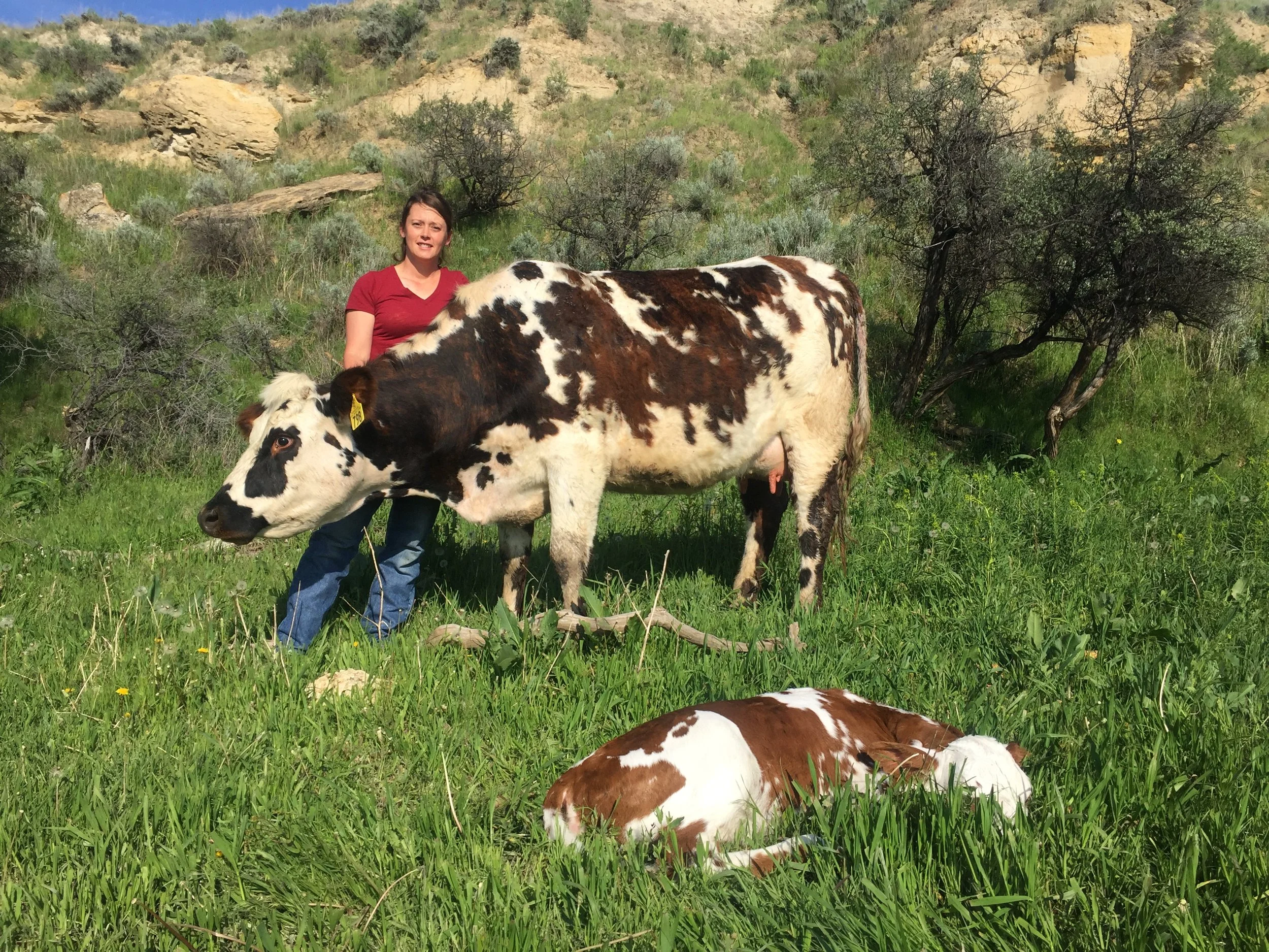   Christine Hampshire at Cross E Dairy. Christine runs Cross E Dairy, a raw milk operation, in Leiter, Wyoming on the family beef cow and calf ranch.  