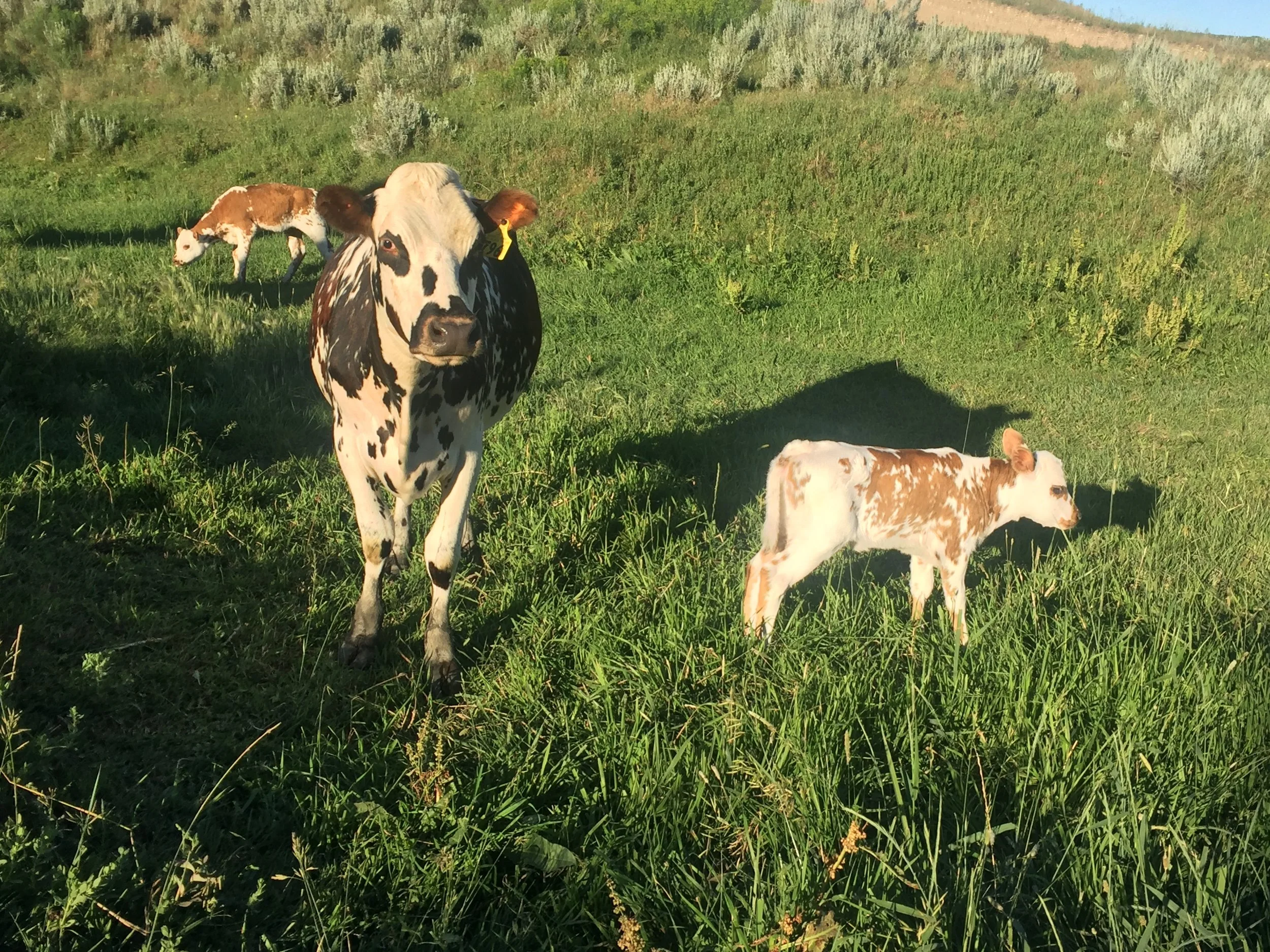   Cows on pasture at Cross E Dairy in Leiter, Wyoming.  