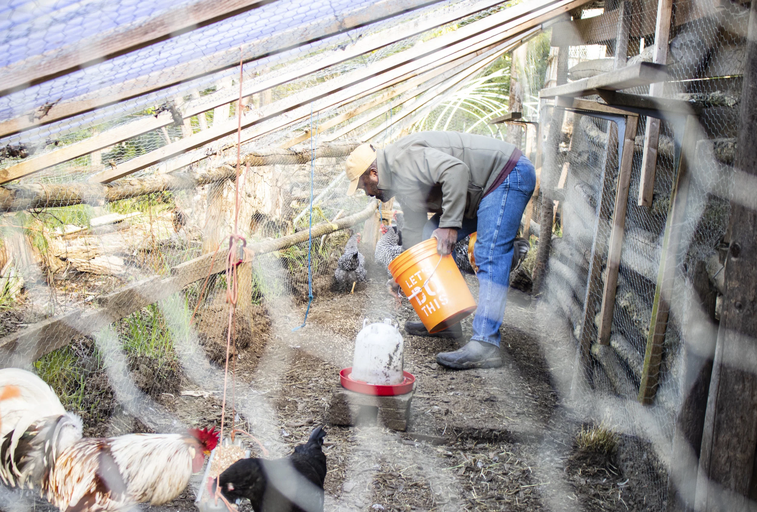  Rohn feeding chickens.  