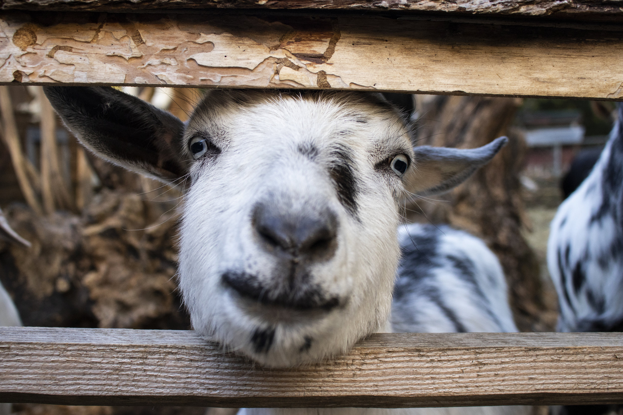 goat_close_up.jpg