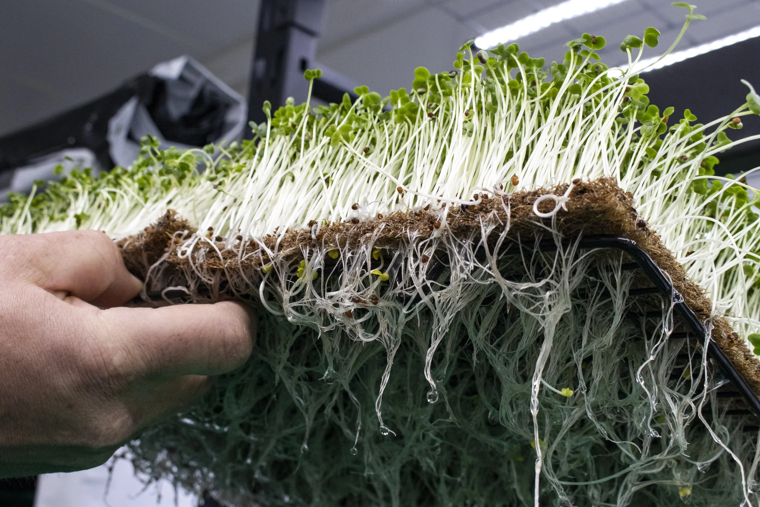 Reed shows the intricate root systems of microgreens at Swift Microgreens in Billings, Montana.