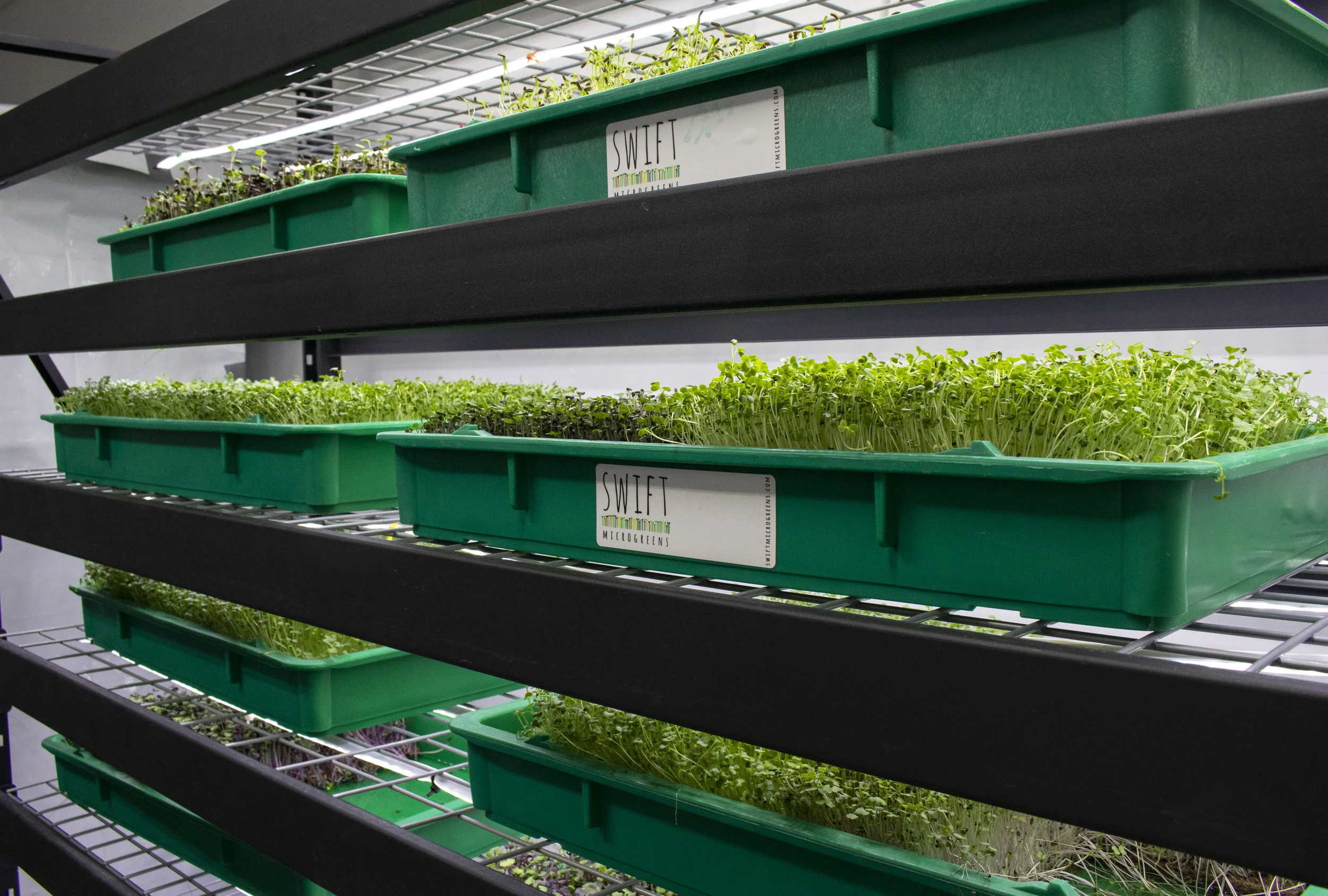 Trays of different types of microgreens at Swift Microgreens in Billings, Montana.