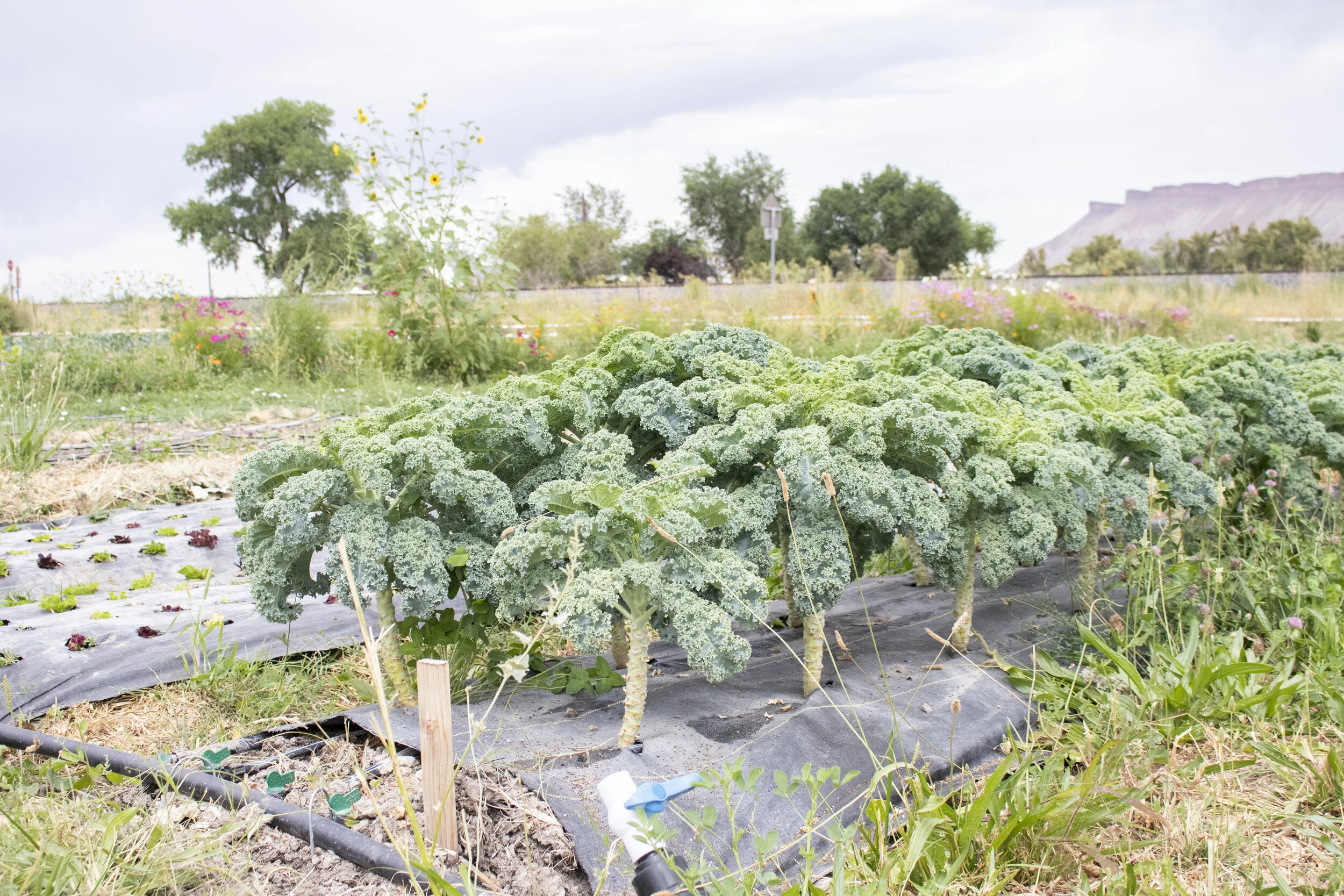 Green Junction Farmstead in Clifton, Colorado.