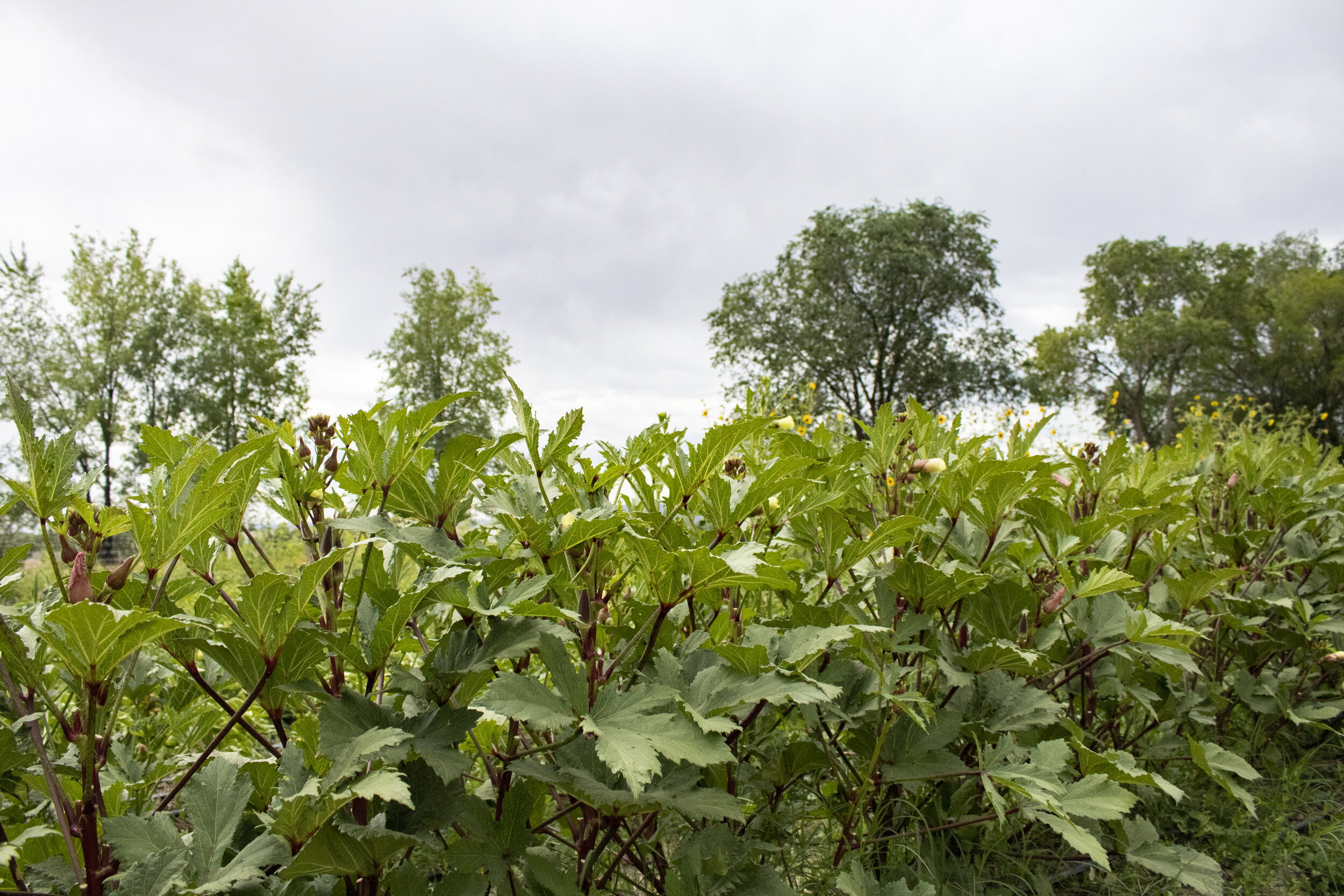 Green Junction Farmstead in Clifton, Colorado.