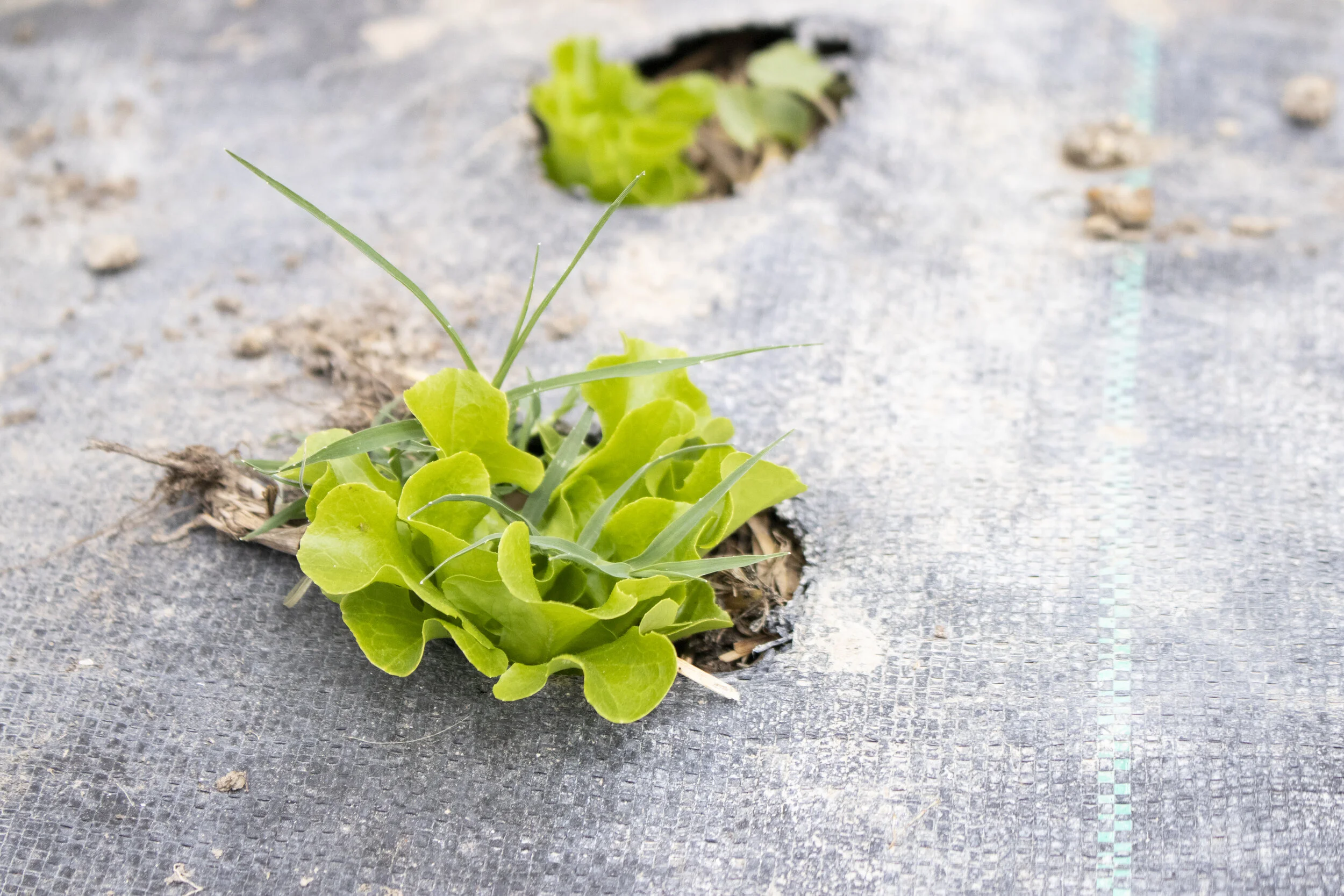 Green Junction Farmstead in Clifton, Colorado.