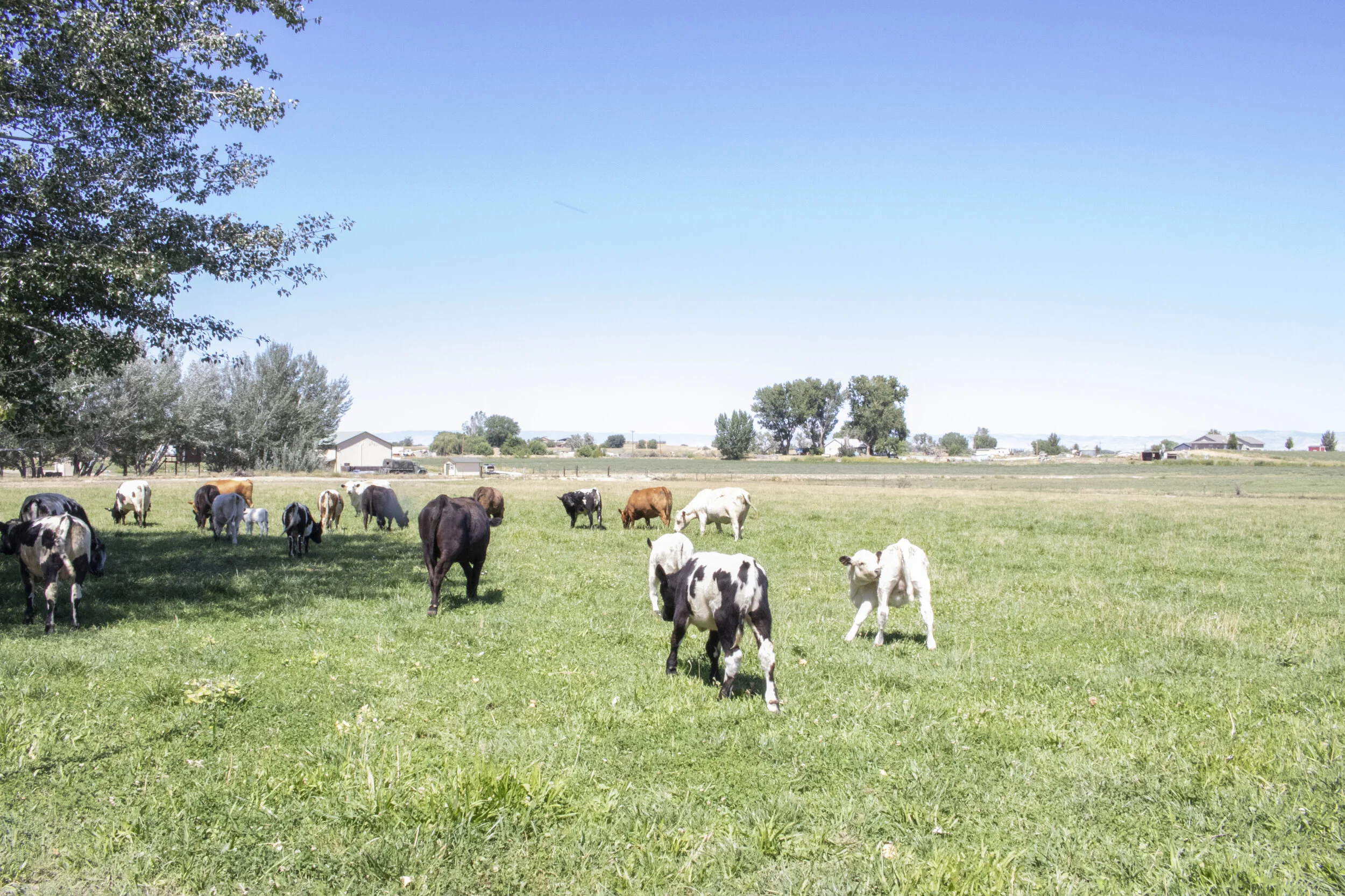   Roan Creek Ranch in Fruita, Colorado.  