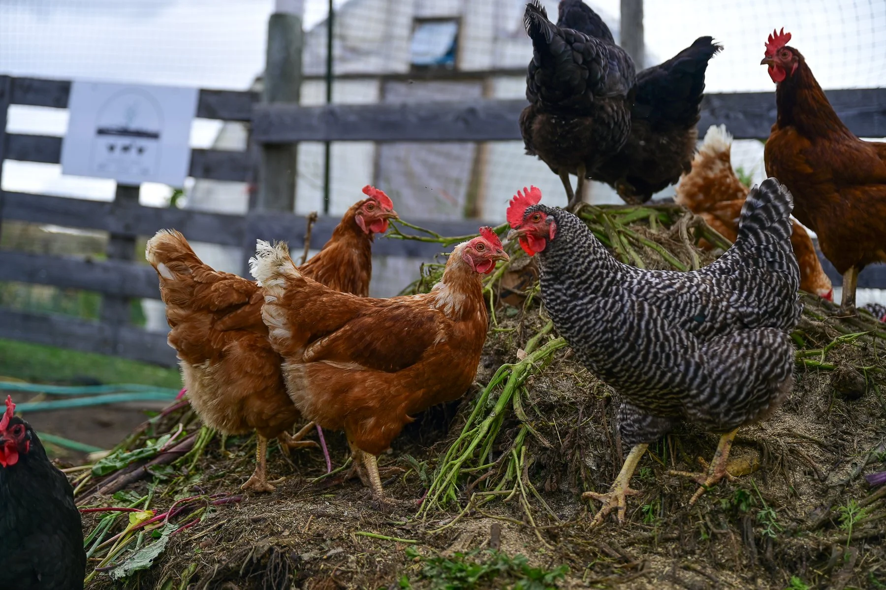  Cameron’s chickens feed on his compost pile.  