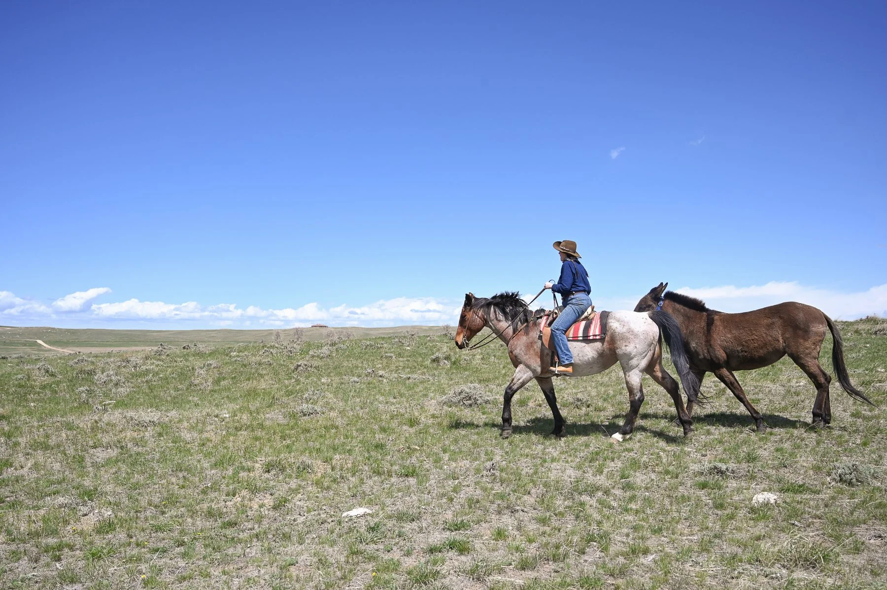  Jill Morrison takes her horse and mule out for a training trail ride.  