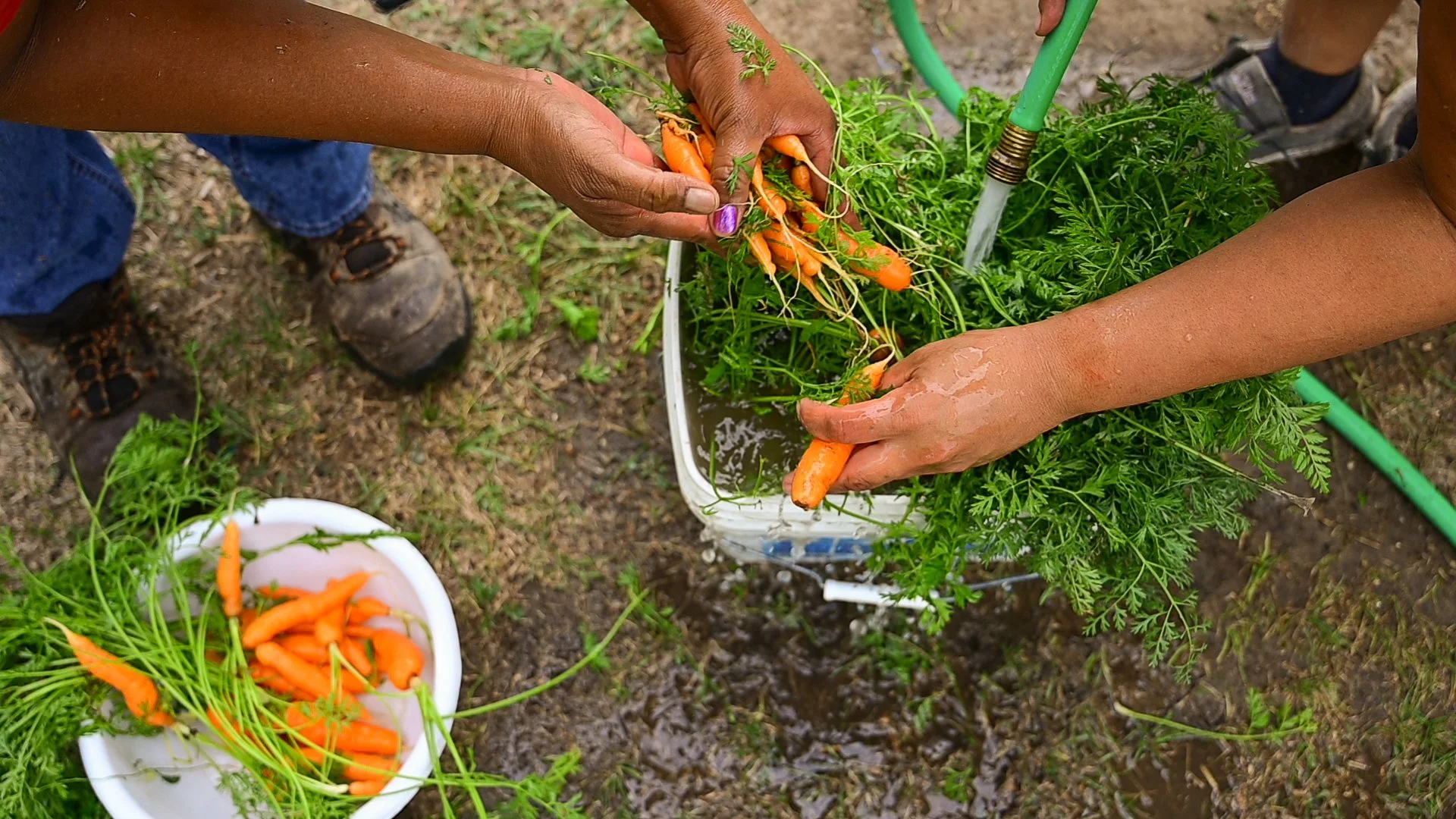  Members from the Oglala Sioux Tribe work to prepare vegetables from the Solar Warrior Farm for the elders in the community.  
