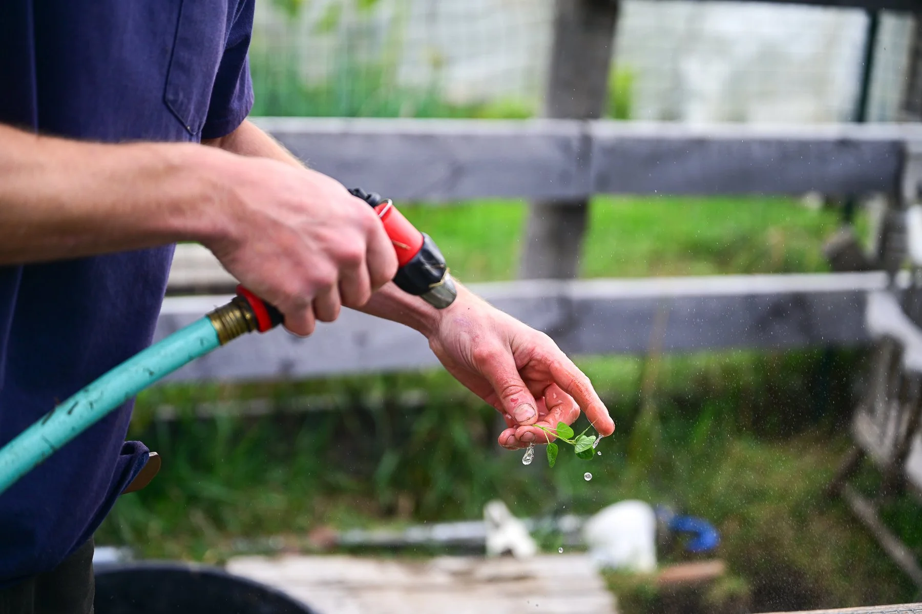  Cameron rinses herbs from Living Soil Farm.  