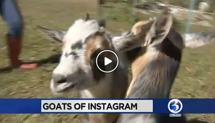 THEODORE & CLARABELLE - WFSB EYEWITNESS NEWS 3
