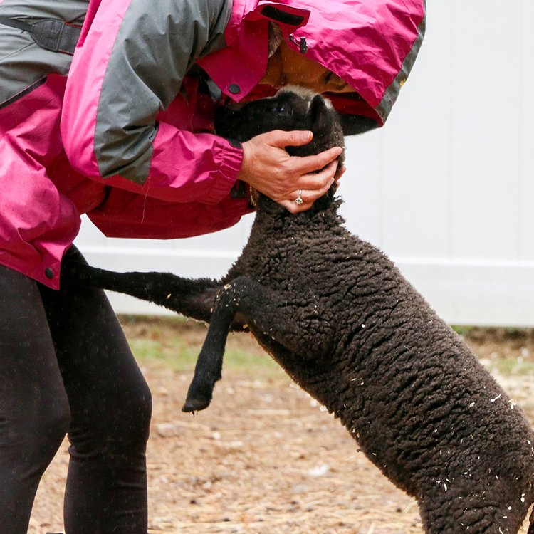 Our Story — The Riley Farm Rescue