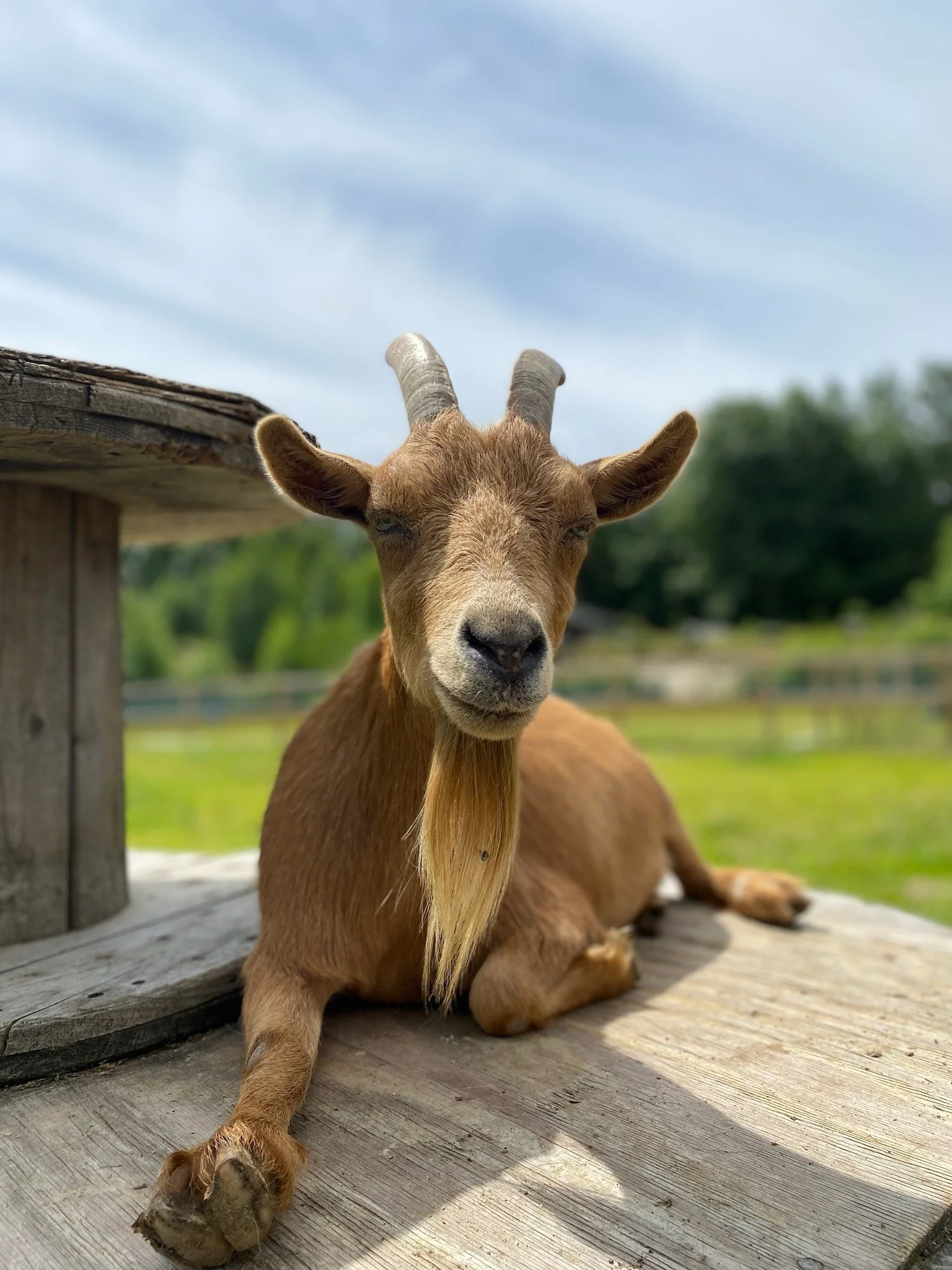 Tours — The Riley Farm Rescue