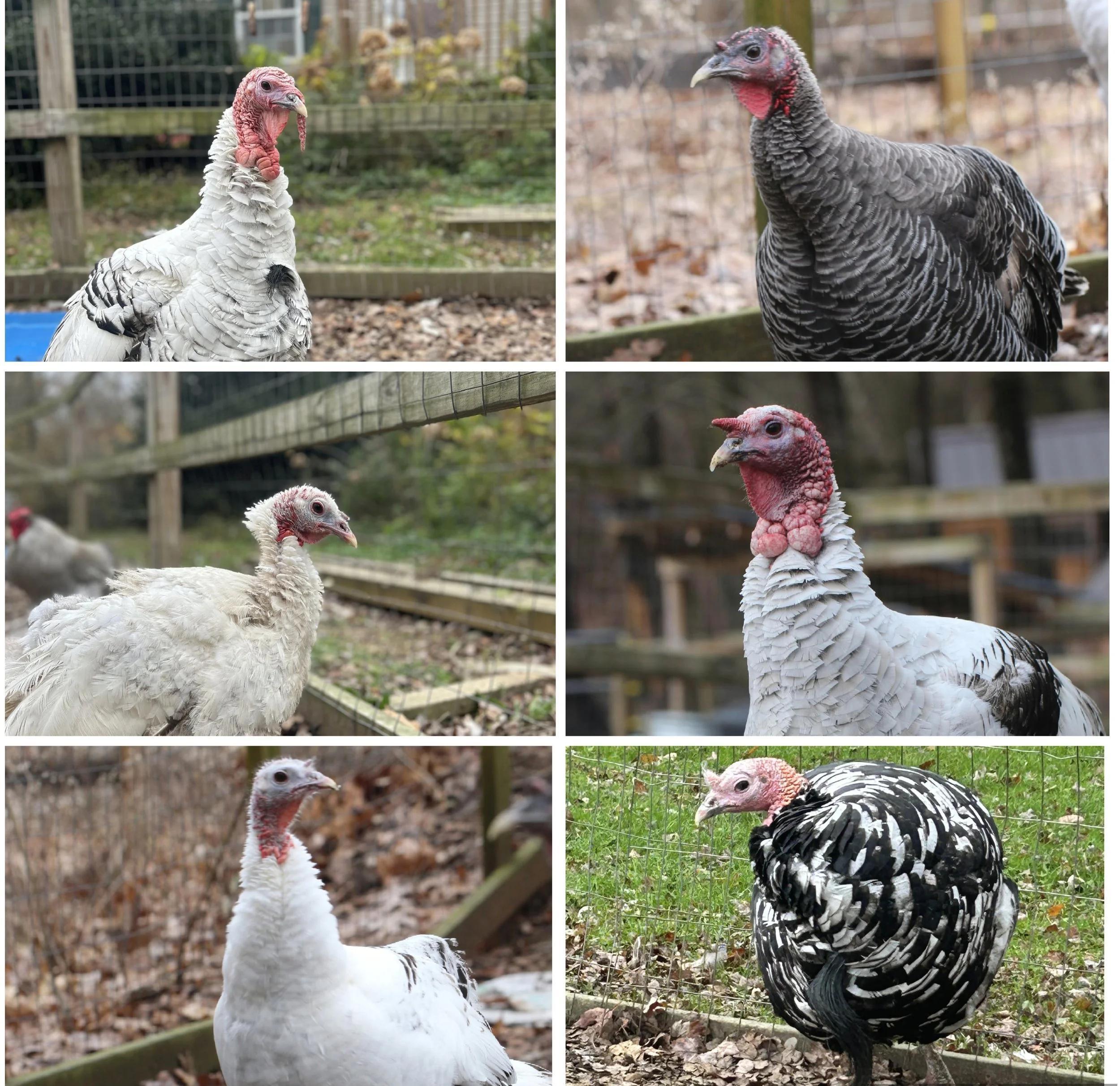 adopt-a-turkey-all.JPG