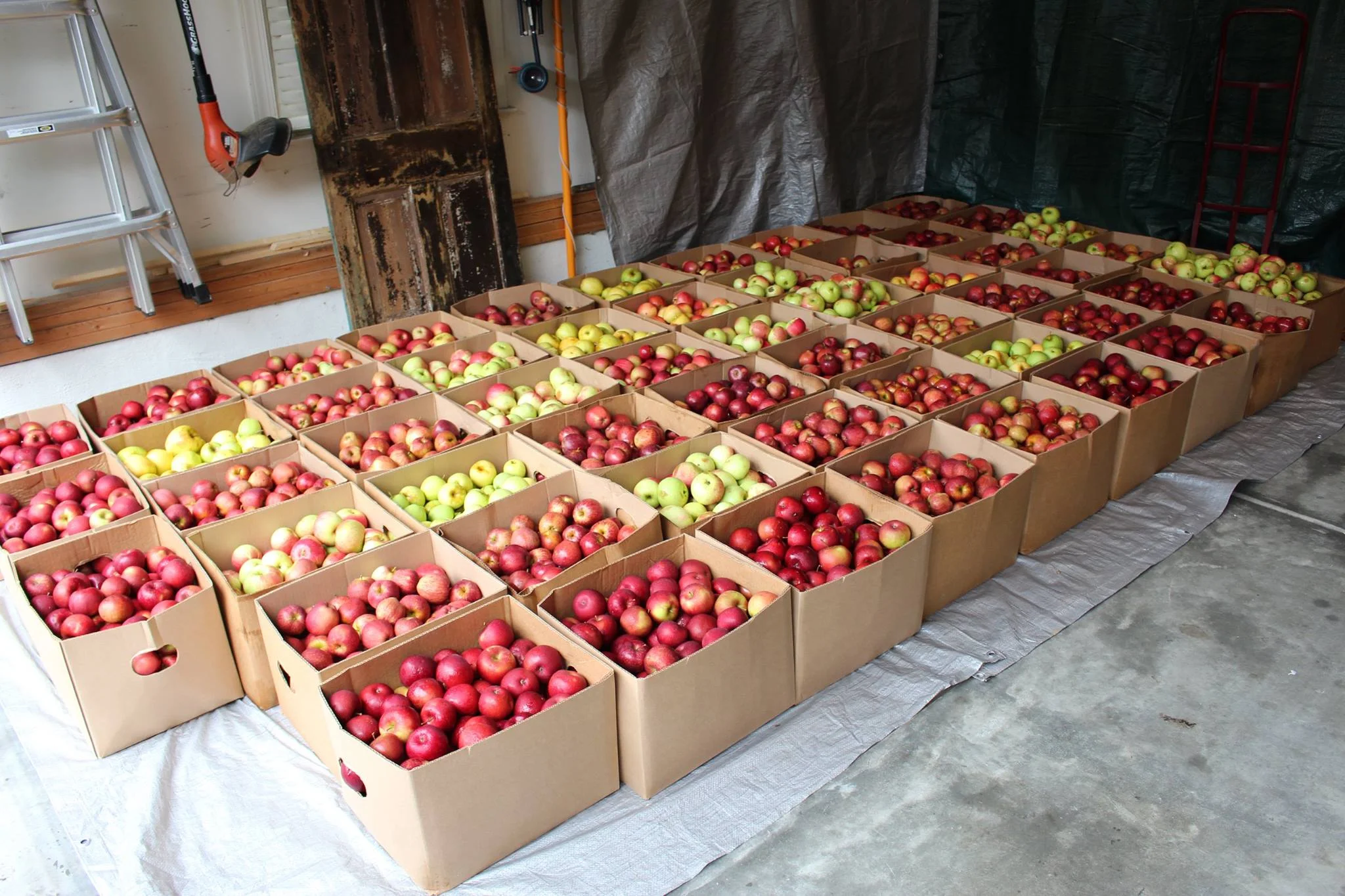 ciderday5.jpg